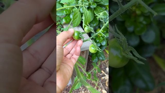 Breeding Tips:  Sungold Cherry Tomato Volunteers-Garden Tips??#shorts #gardeningtips #garden