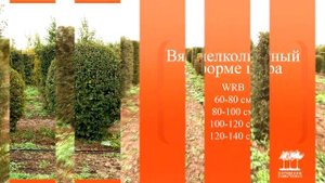 Вяз мелколистный