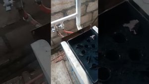 кател мимакс