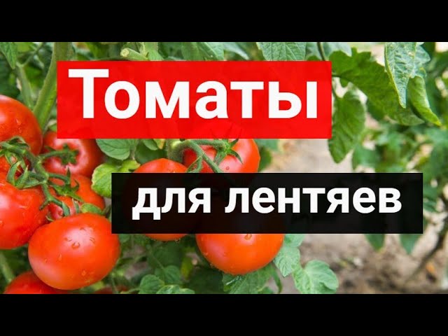 Томаты для лентяев. Эти сорта практически могут расти сами по себе, только посади и собирай урожай