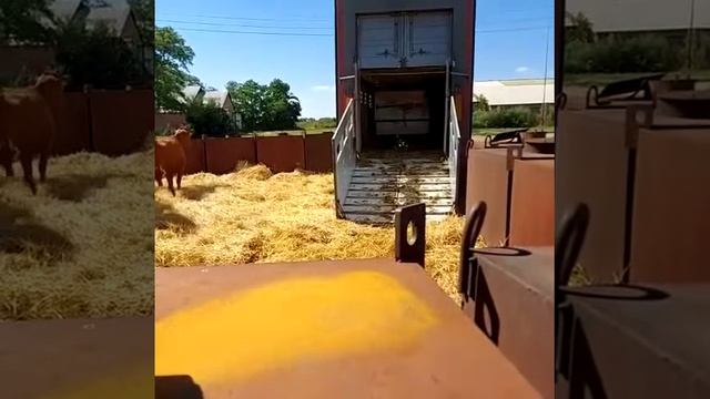 Продаём потом из Европы красная датская порода коровы