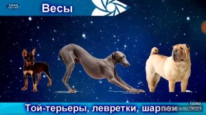 Какие породы собак для тебя по знаку зодиака?