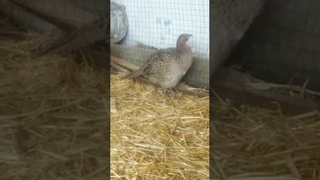 #Pheasant#decorative#Фазан# декоративные смотреть онлайн