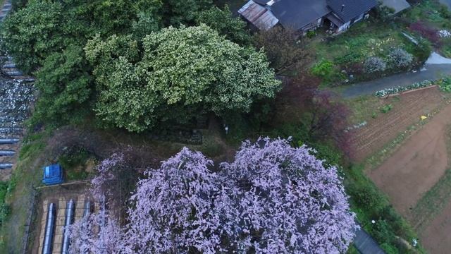 Uchiko Shidare Sakura смотреть онлайн