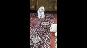 Американский кокер спаниель