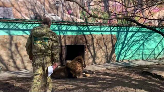 Все львы СПРЯТАЛИСЬ от Малыша в домике ))) Не можем уговорить выйти ...