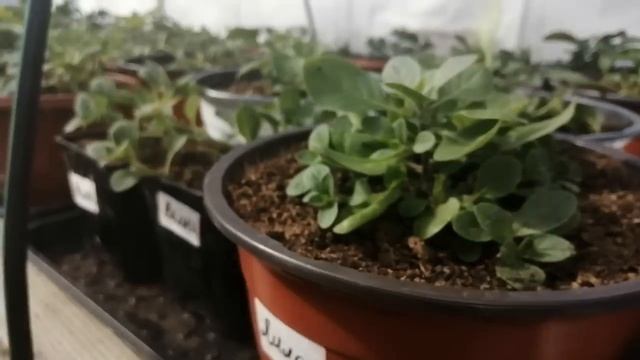 Ночью был мороз до - 8 градусов.Почти вся рассада в теплице без печки. смотреть онлайн