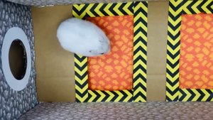 Hamster baby escapes the maze for Pets in real life and unexpected ending ? Hamster Stories #2