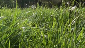 ВИДЕОФОН РОСА ТРАВА панорамно вид СКВОЗЬ ТРАВУ