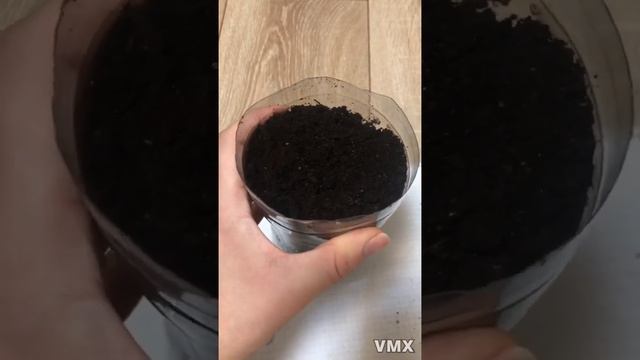 РОЩУ ОРЕХ/ ПРОРАСТИЛА ГРЕЦКИЙ ОРЕХ/ ОРЕХ ИЗ МАГАЗИНА / ИЗ 5 КУПЛЕННЫХ ОРЕХОВ ПРОРОС ТОЛЬКО 1