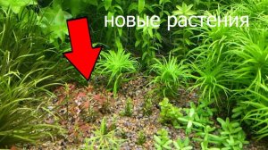 Разобрался с эриокаулоном ситацеум. Новые аквариумные растение.