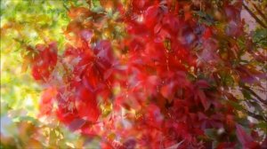 Девичий виноград