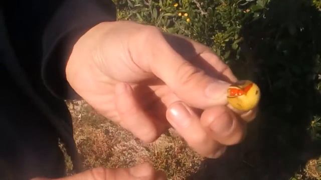 Южный берег Франции. Необычные растения! смотреть онлайн