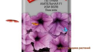 Петуния ампельная Изи Вейв Плам Вейн ? обзор: как сажать, семена петунии Изи Вейв Плам Вейн