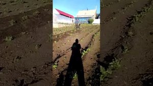 Самодельный окучиватель картофеля