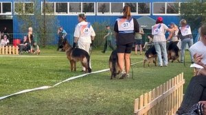 Юниоры кобели ст от Леси Воробьевой / Моно немецких овчарок ранга ПК БРОННИЦЫ 10 августа 2024