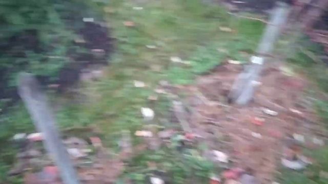 Голубика.Подготовка голубики к зиме. Последние штрихи. смотреть онлайн