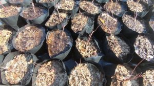 Как зимуют саженцы голубики