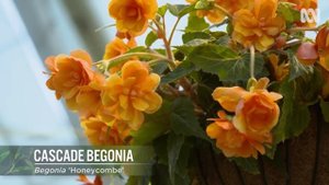 Exploring a stunning festival focused on begonias | Garden Inspiration | Gardening Australia