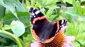 Две бабочки адмирала