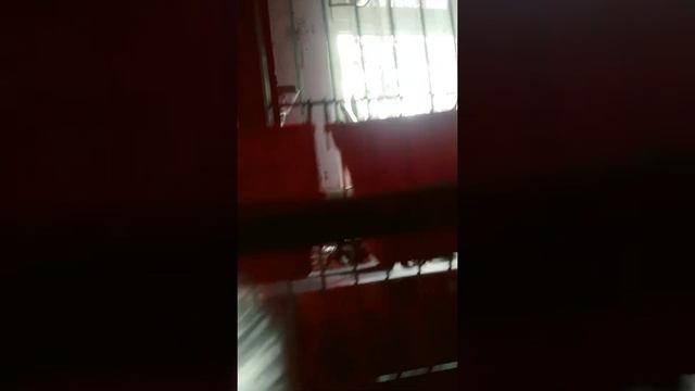 Все о содержании попугая кореллы.?Чем наполнить клетку попугая.☺︎︎ смотреть онлайн