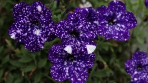 Variety of Petunia flower!The Variety Of Petunia Flower You'll Never Forget!