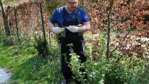 Смородина.Обработка смородины.Огород баварский.