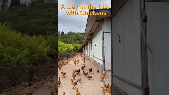 A Day in the Life with Chickens