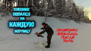 ✔ ВОТ ЭТО РЫБАЛКА! Хищник попался на каждую жерлицу Проверяю жерлицы оставленные на ночь