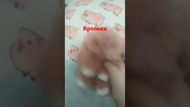 Кролька Баффи #кролики #баффи смотреть онлайн