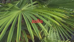 Zolla Spring 2020 __ Campaign