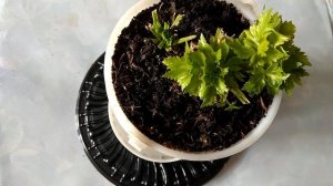 Сельдерей тонкости выращивания на подоконнике  Часть 1