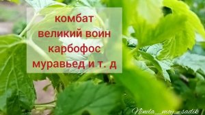 Как не потерять урожай смороды за сезон? Вредители на смородине кто они? ?