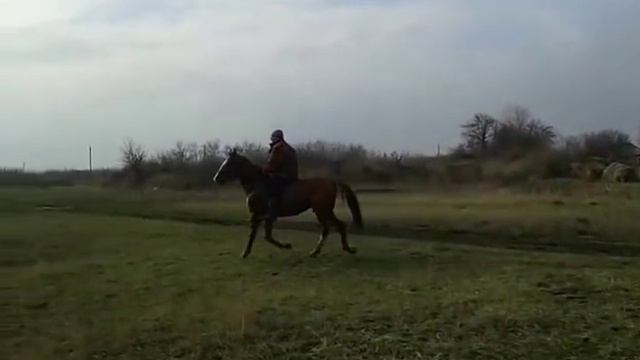 Продан. Донской жеребец Гном 2011 смотреть онлайн