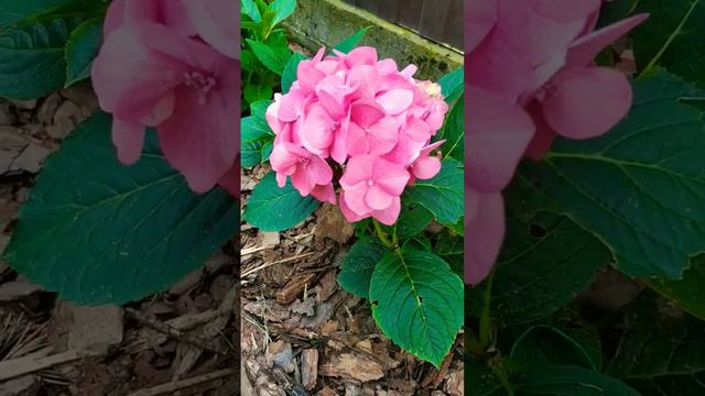 Hydrangea Diva Fiore Rose (гортензия Дива Фиоре Роуз) #flowers#hydrangeas#garden#гортензия