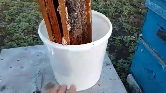 14.09.19г ПЖВМ (Огнёвка) из Восковой моли. Нарезали и заложили в бак, пчелиные рамки. смотреть онлайн