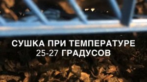 Готовим чай из листьев инжира.