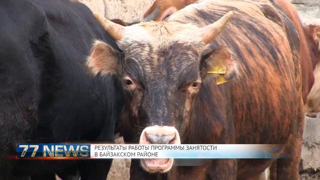 РЕЗУЛЬТАТЫ РАБОТЫ ПРОГРАММЫ ЗАНЯТОСТИ В БАЙЗАКСКОМ РАЙОНЕ смотреть онлайн