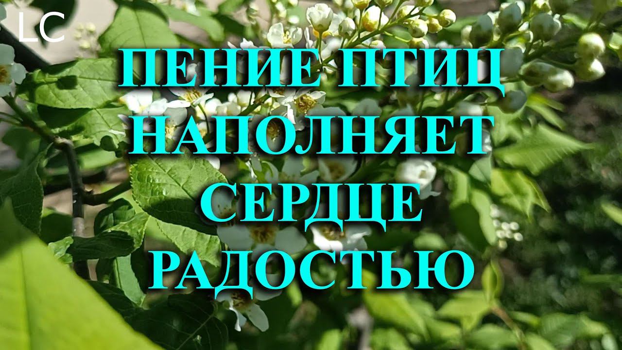 Пришла весна, птички поют свои красивые песни.  #музыкадлясна