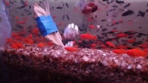 Самые лучшие в мире меченосцы сегодня утром в Москве на Птичьем рынке Садовод - по 20 р сдал