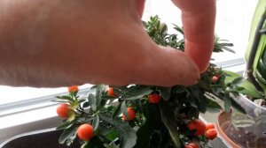 Комнатный паслён / Солянум / Solanum #1 март 2023  #solanum  #bonsai  #BonsaiNaBalkone