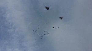 Николаевские голуби. Ростовская обл. РОССИЯ 🇷🇺. 10.10.2021.г.