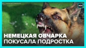 Немецкая овчарка напала на подростка в Подмосковье - Москва 24