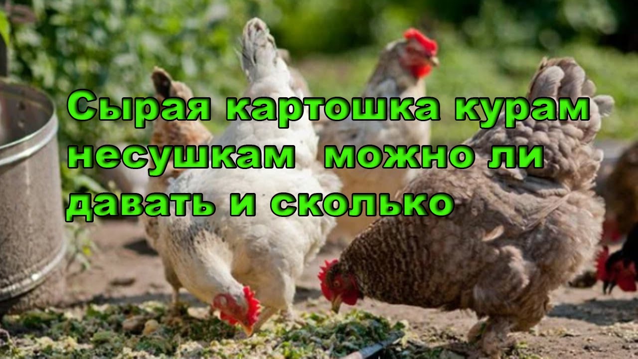 Можно курам картофель