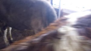 Сарай для бычков