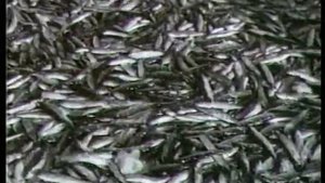 Киножурнал Советская Карелия 1957 Апрель