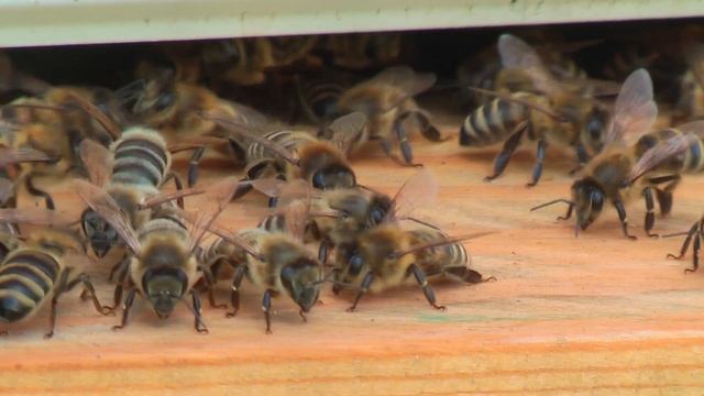 Профессор Кашковский про оптимальную температуру в зимовнике смотреть онлайн