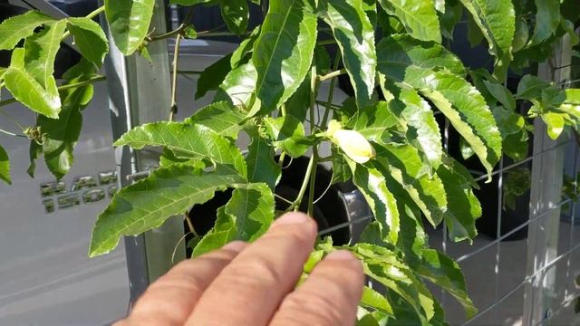 Пассифлора (маракуйа) сорта Фредерик -- первые плоды... смотреть онлайн