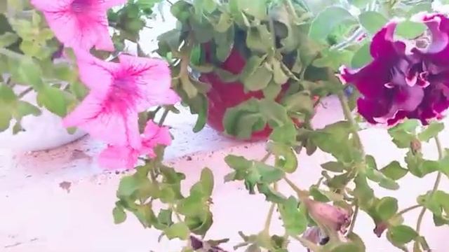 El cuidados y reproducción de Petunias смотреть онлайн