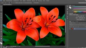 Как вырезать объект в Фотошопе с помощью Быстрого выделения